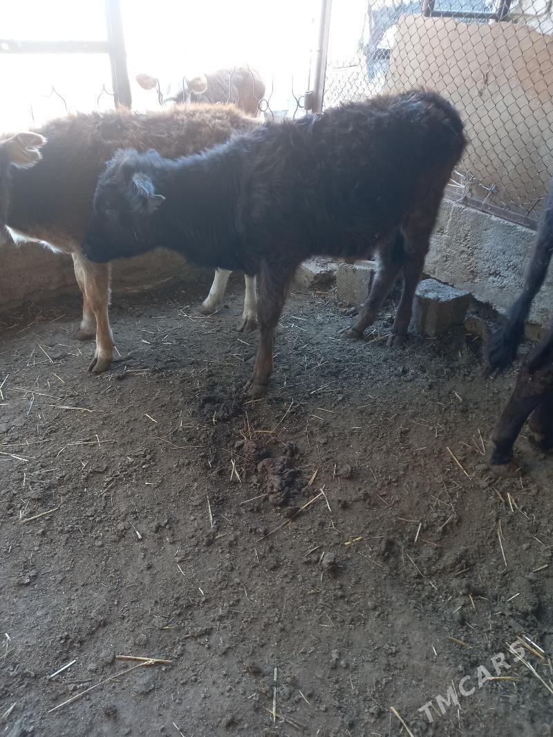 Bakymlyk goleli sygyr - Gyzylarbat - img 6