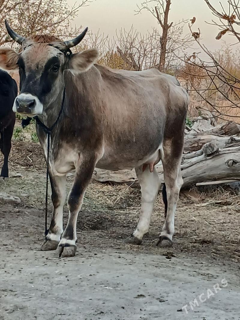 GOLELI SYGYR - Bäherden - img 4