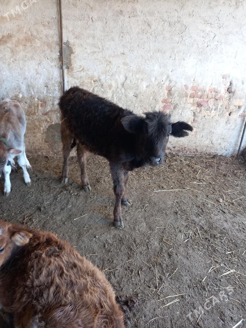 Bakymlyk goleli sygyr - Gyzylarbat - img 5