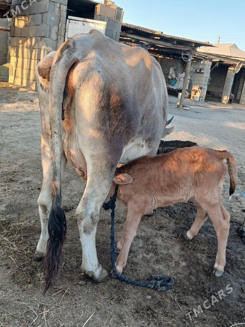 GOLELI SYGYR - Bäherden - img 6