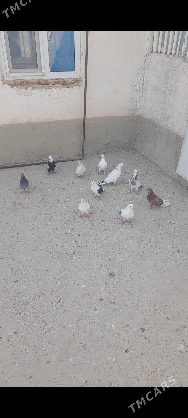 kepderi - Гызыларбат - img 2