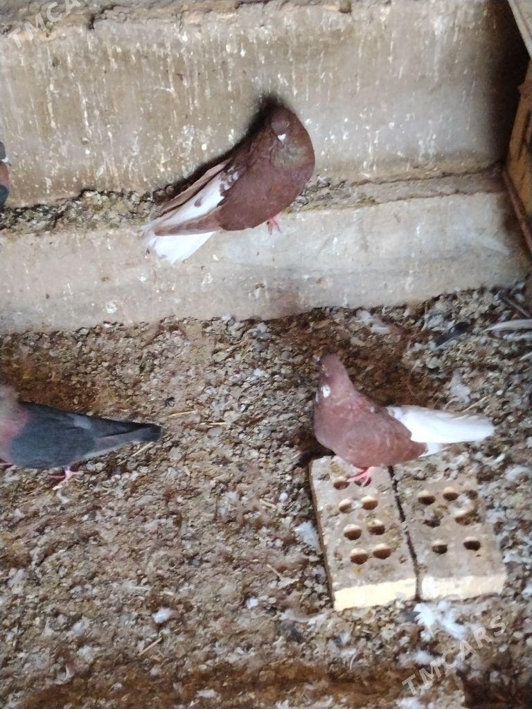 kepderi - Векильбазар - img 4