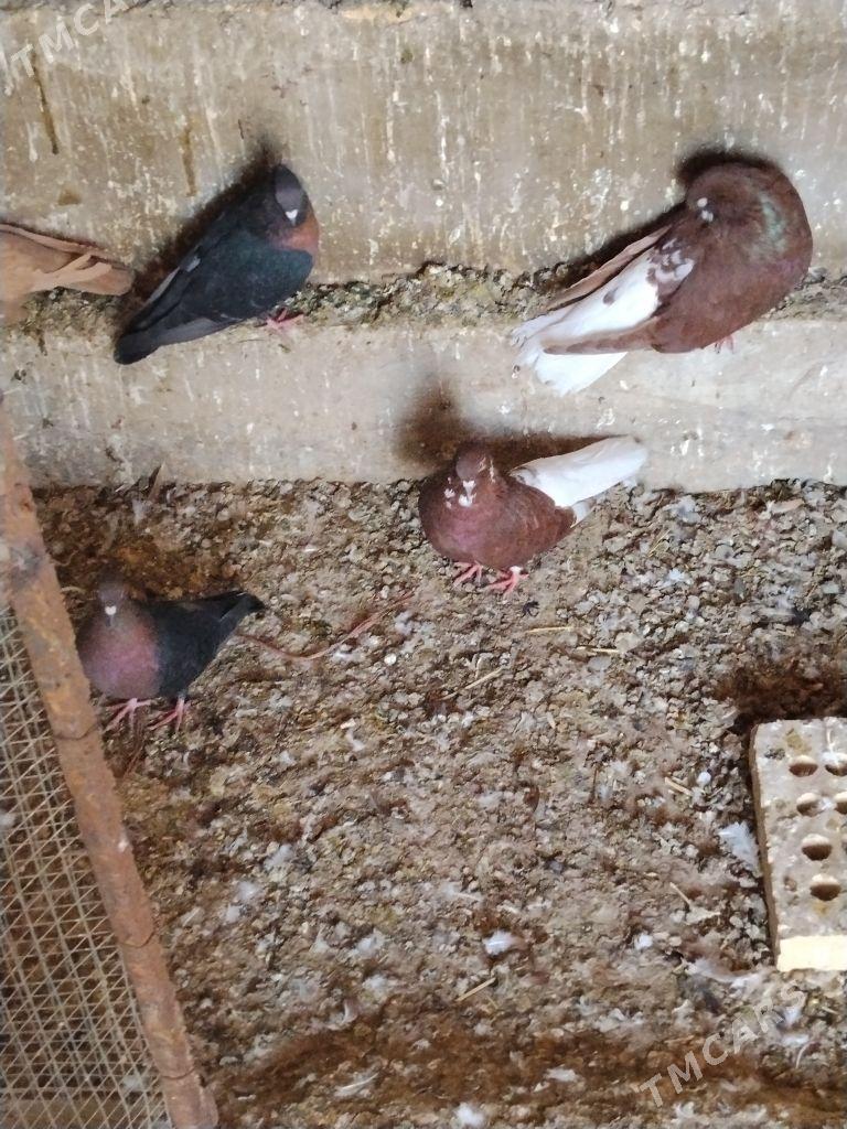 kepderi - Векильбазар - img 3