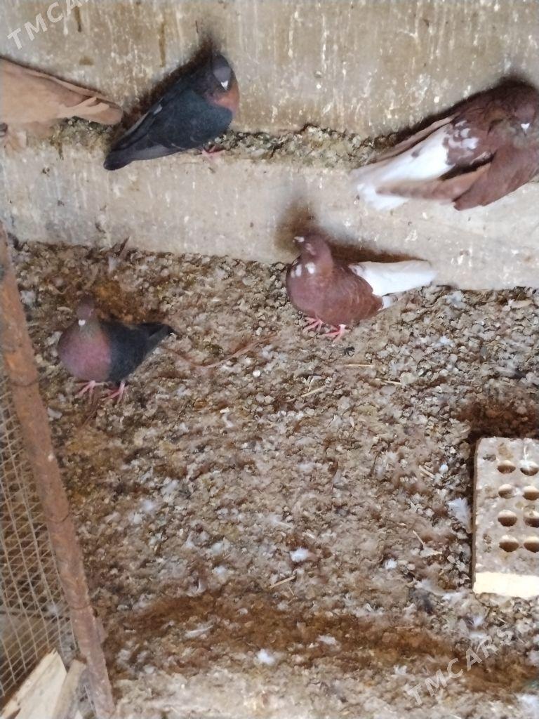 kepderi - Векильбазар - img 5