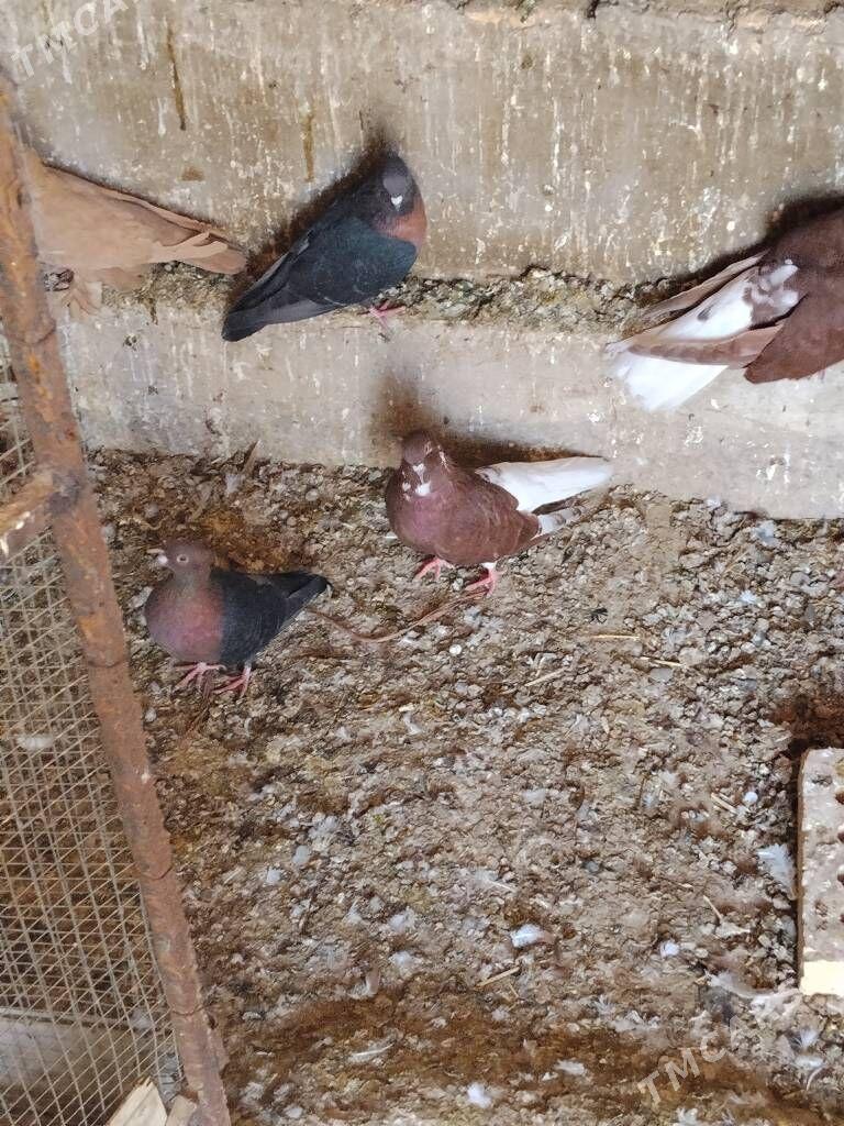 kepderi - Векильбазар - img 2