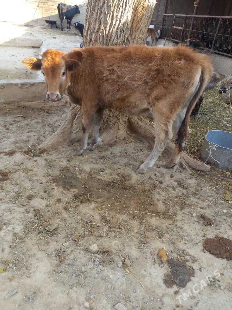 Tuwe - Гызыларбат - img 2