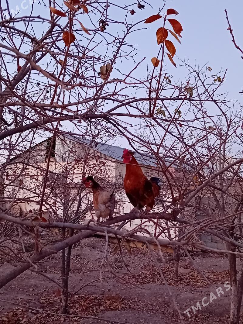 Karlik - Gökje - img 3