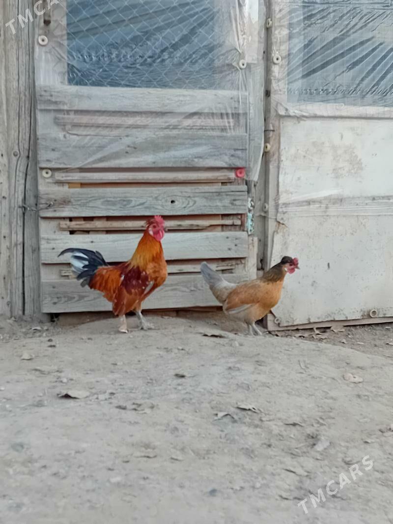 Karlik - Gökje - img 2