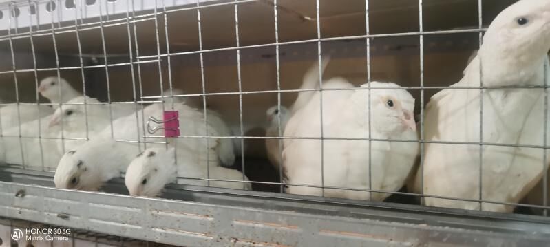 Bedene - Шатлык - img 2