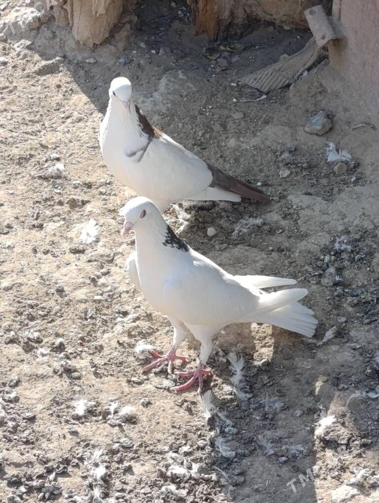 kepderi - Гызыларбат - img 1