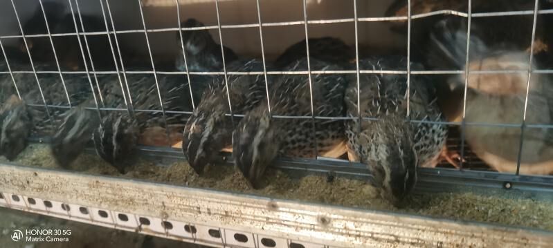 Bedene - Шатлык - img 5