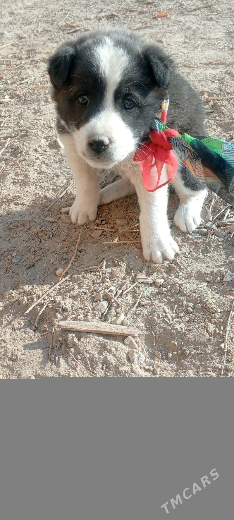 gujuk - Туркменабат - img 2