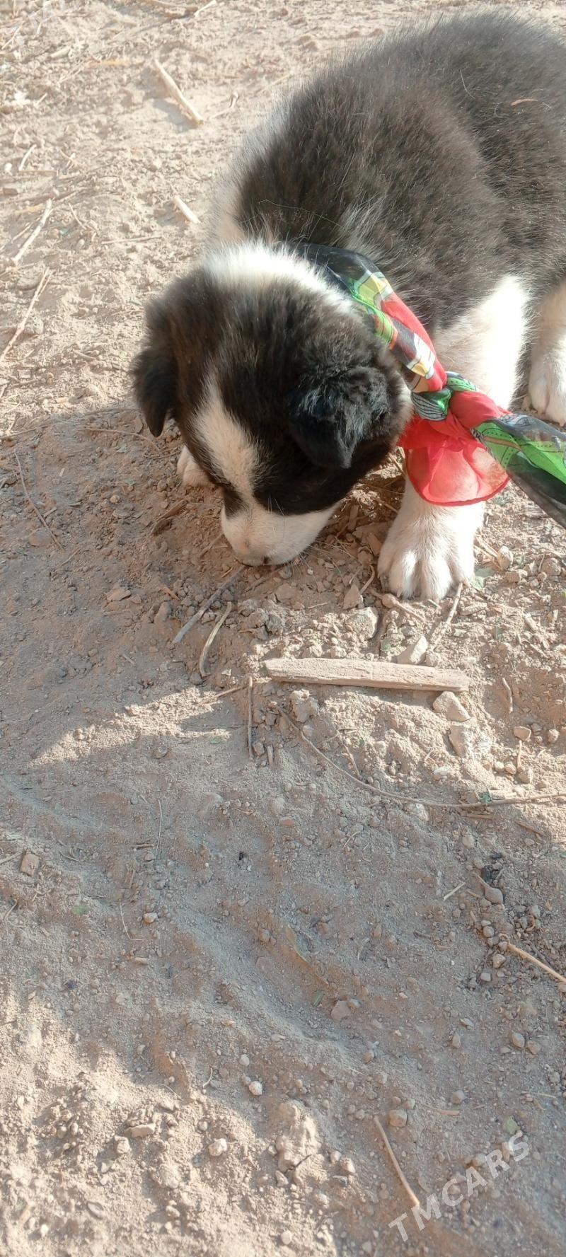 gujuk - Туркменабат - img 3