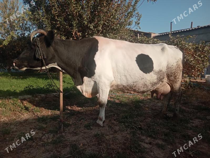 Bogaz Sygyr - Çoganly - img 2