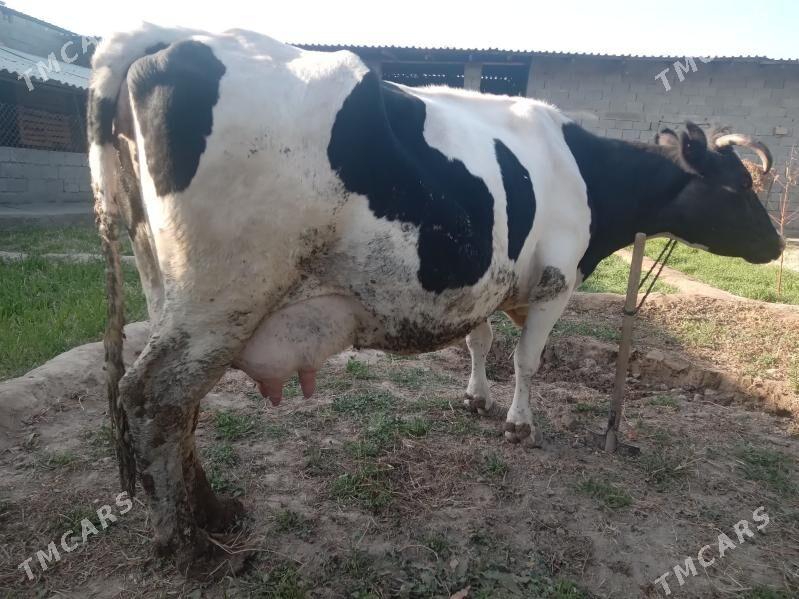 Bogaz Sygyr - Çoganly - img 3