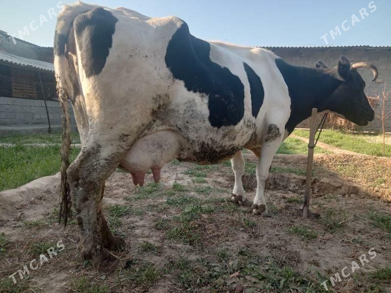 Bogaz Sygyr - Çoganly - img 1