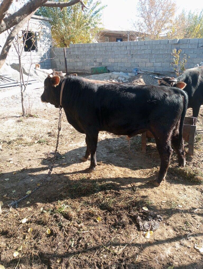 Öküz - Gypjak - img 2