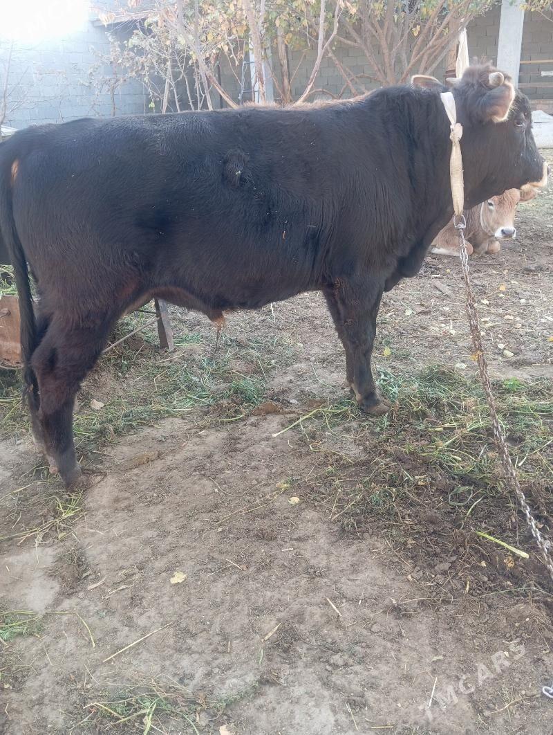 Öküz - Gypjak - img 3