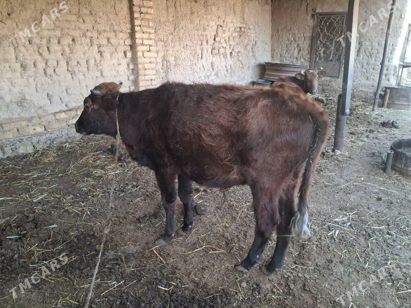 окизче - Türkmenabat - img 2