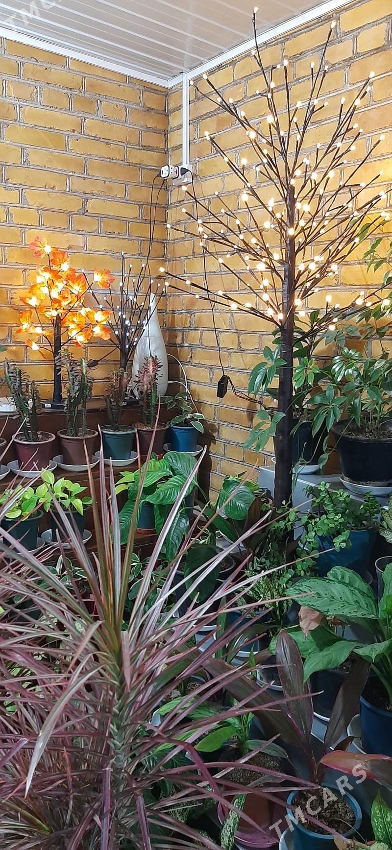 Светодиодные декоративные дере - Туркменабат - img 3