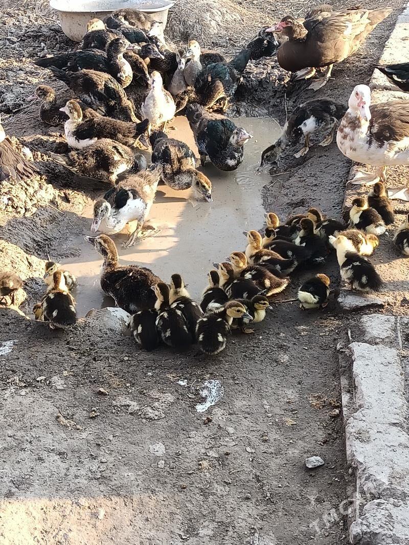 muskus jujeler - Çärjew - img 1