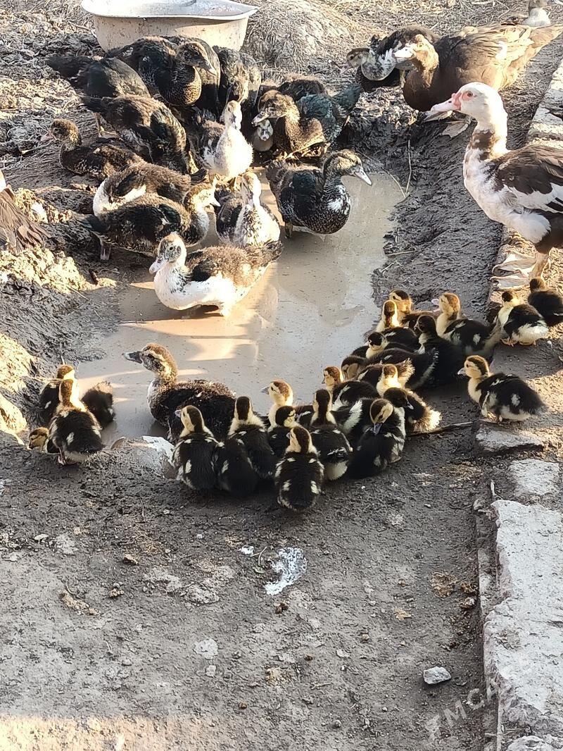 muskus jujeler - Çärjew - img 2