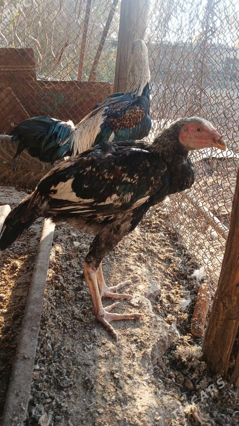 baysow juje - Чарджоу - img 1