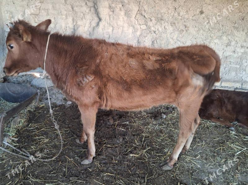 унажын - Туркменабат - img 1