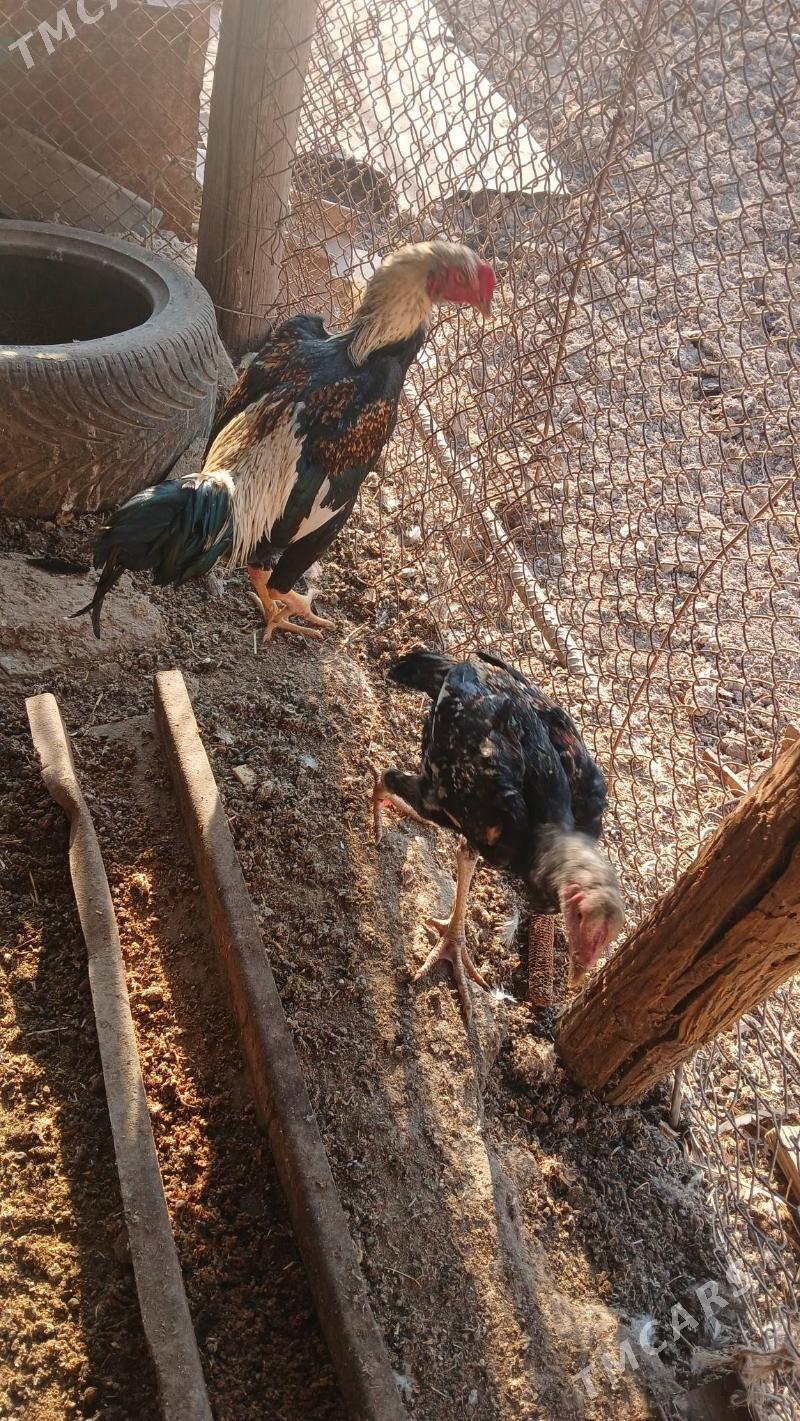 baysow juje - Чарджоу - img 2