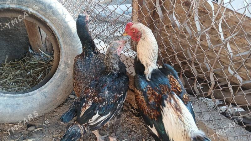 baysow juje - Чарджоу - img 3