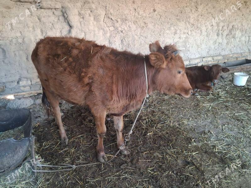 унажын - Туркменабат - img 2