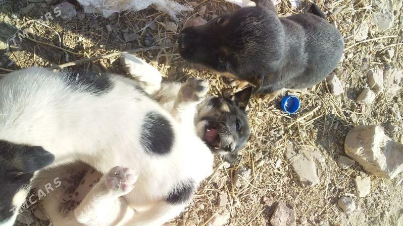 ZWONOK KUCUK CAGALAR - Туркменабат - img 4