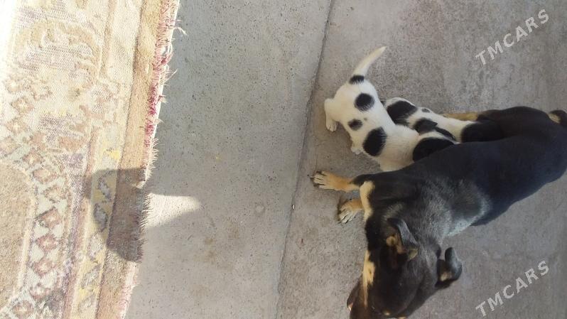 ZWONOK KUCUK CAGALAR - Туркменабат - img 3