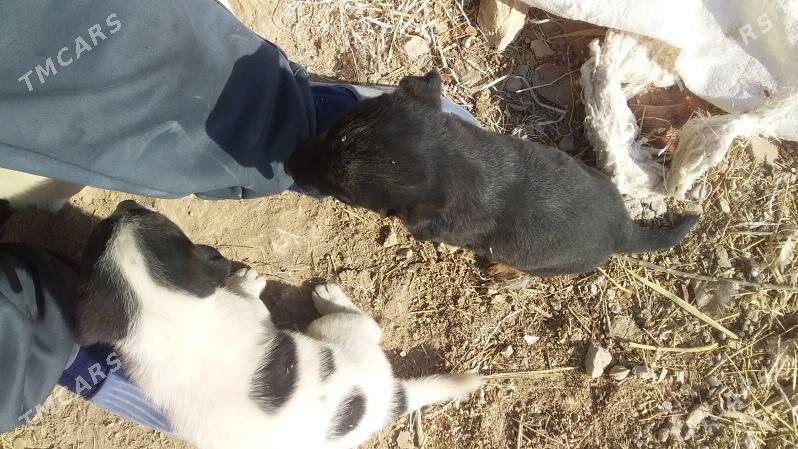 ZWONOK KUCUK CAGALAR - Туркменабат - img 1