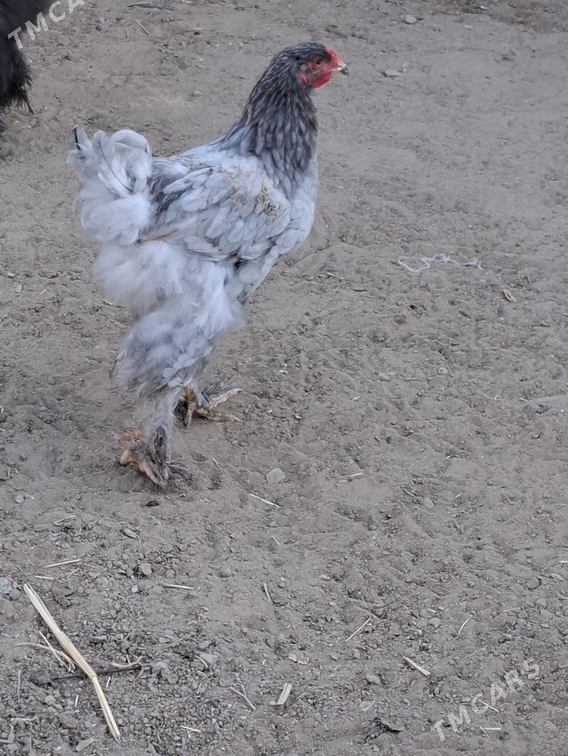 Blu brama - Gumdag - img 2