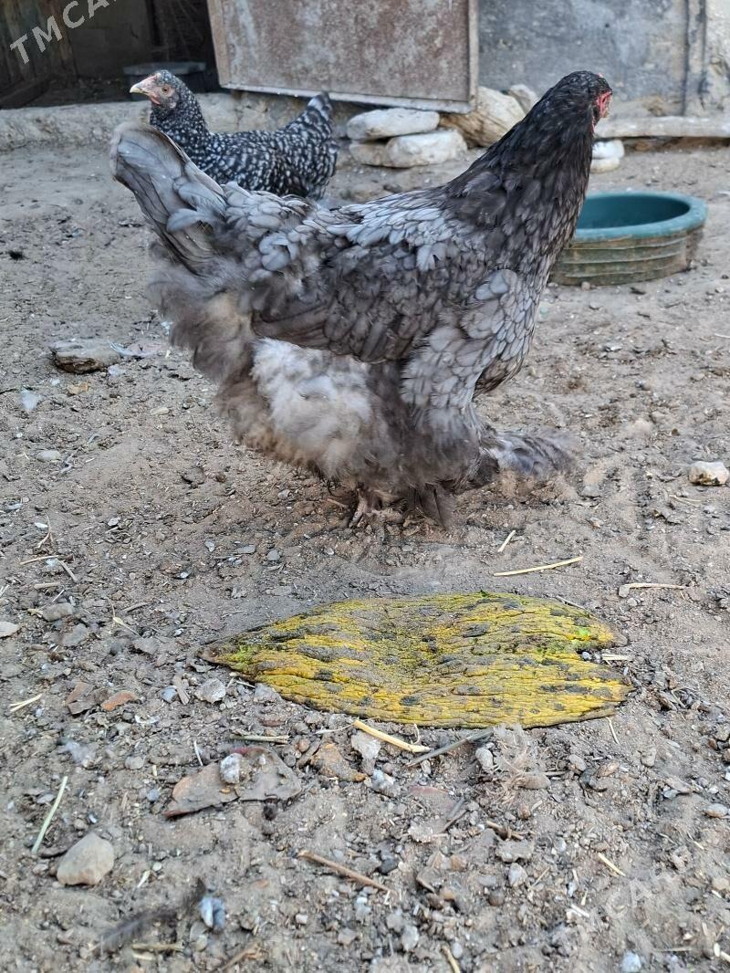 Blu brama - Gumdag - img 4