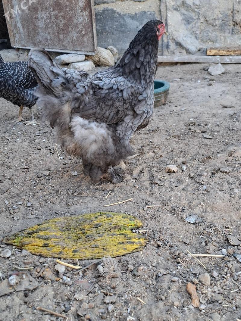 Blu brama - Gumdag - img 3