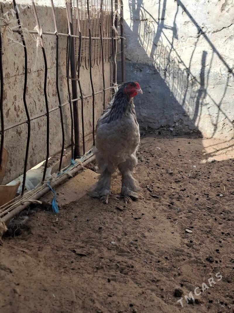 Blu brama - Gumdag - img 5