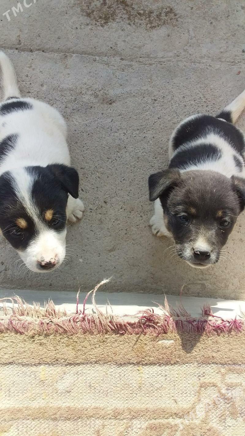 ZWONOK KUCUK CAGALAR - Туркменабат - img 2