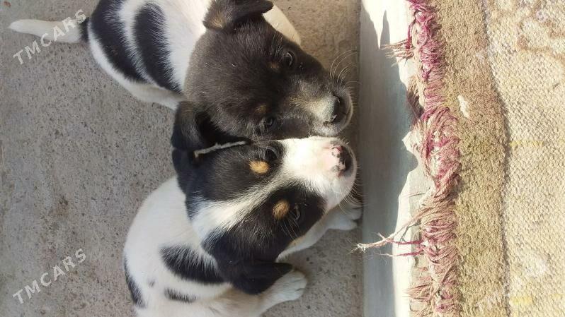 ZWONOK KUCUK CAGALAR - Туркменабат - img 5