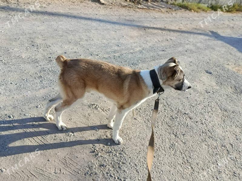 gaplan - Aşgabat - img 4