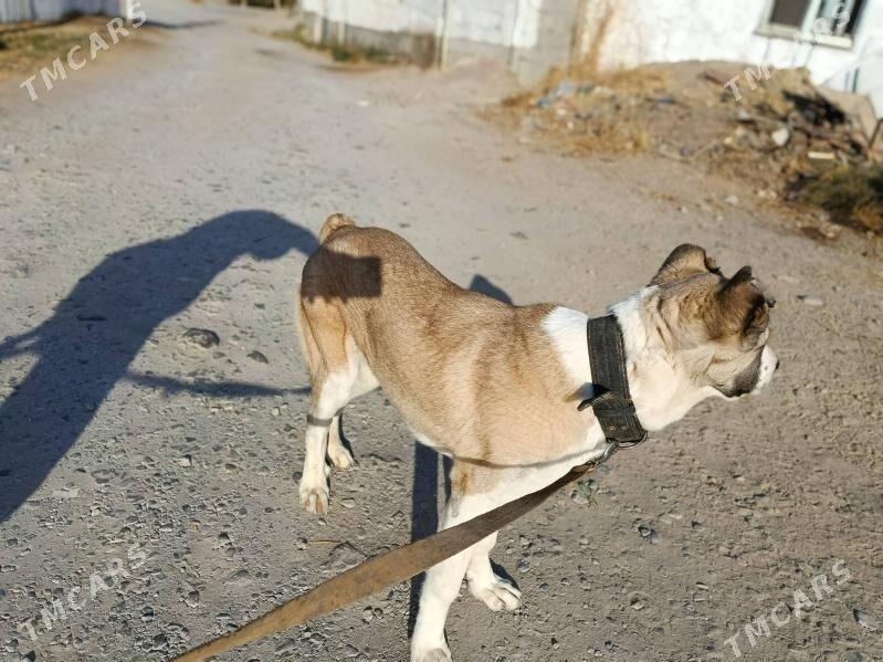 gaplan - Aşgabat - img 7