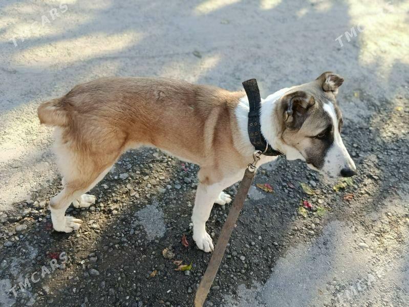 gaplan - Aşgabat - img 3