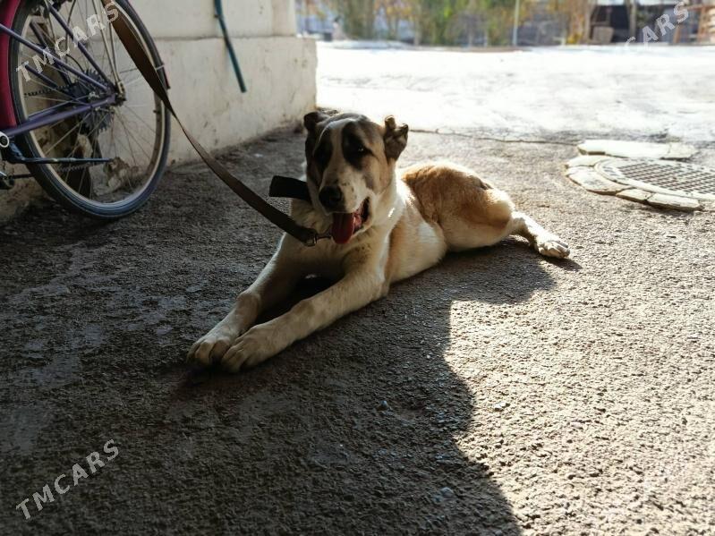 gaplan - Aşgabat - img 9