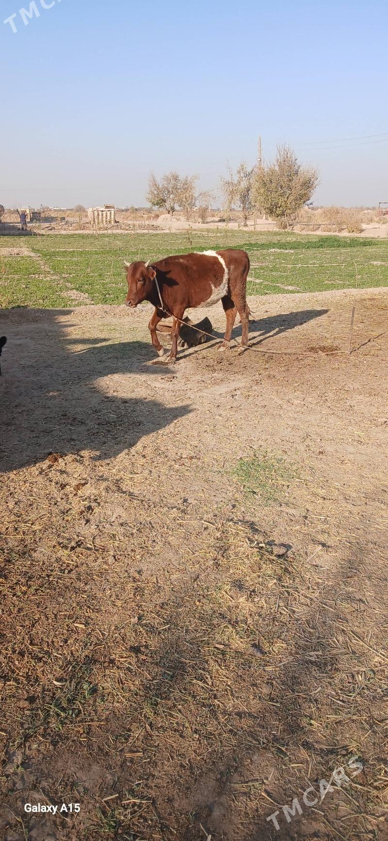 Gulajyn bn okuz. - Murgap - img 4