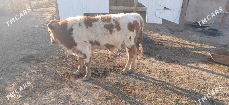 Gulajyn bn okuz. - Murgap - img 1