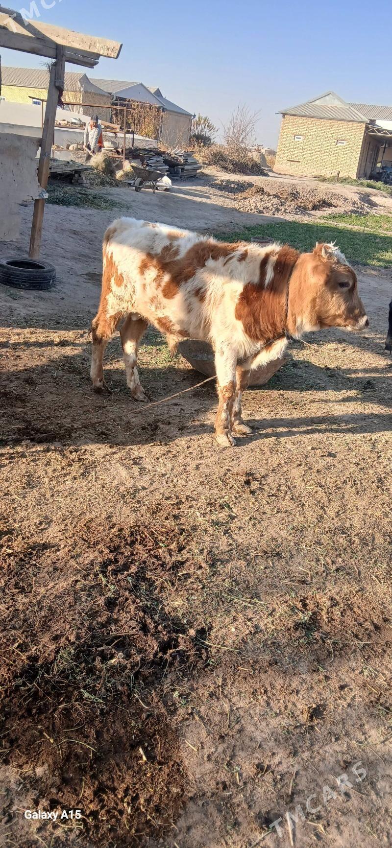 Gulajyn bn okuz. - Murgap - img 2