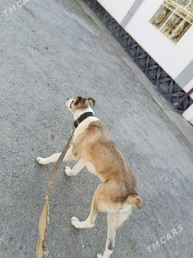 gaplan - Aşgabat - img 10