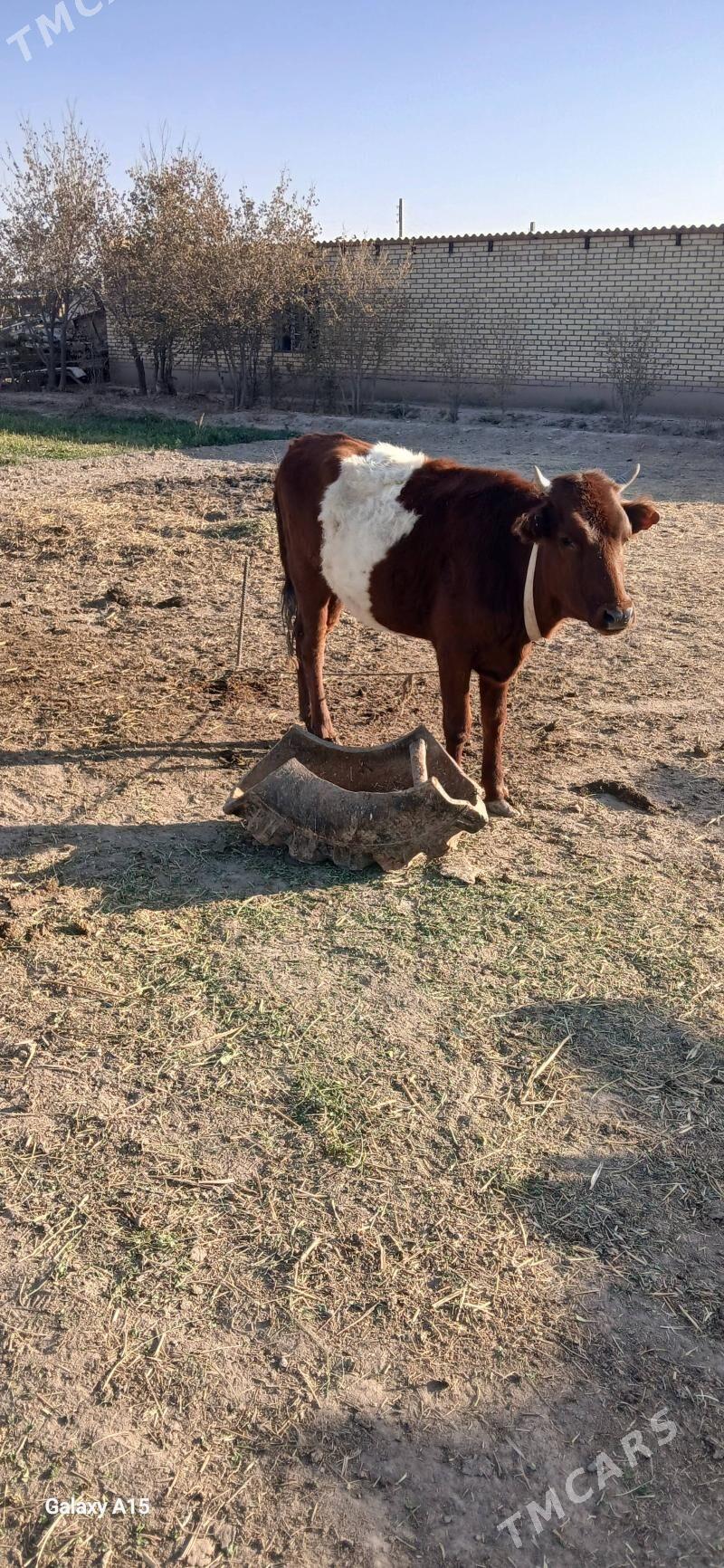 Gulajyn bn okuz. - Murgap - img 5