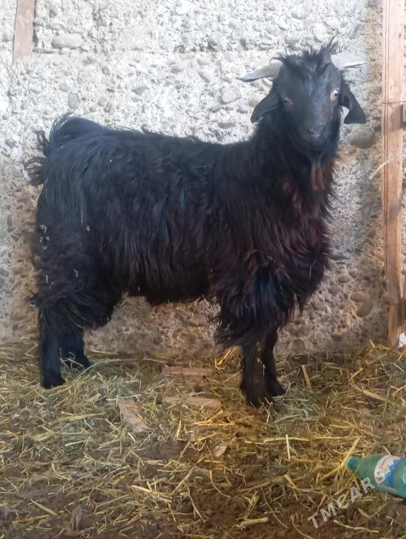 geçi - Кипджак - img 4